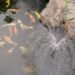 The Value of Waterfall Features in Healthy and Balanced Ponds