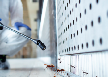 How Skilled Exterminators Eliminate Ants from Residential Properties in Anaheim