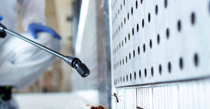 How Skilled Exterminators Eliminate Ants from Residential Properties in Anaheim