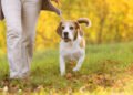 The Best Ways To Use Hemp For Dogs With Joint Pain and Mobility Issues 9 The Best Ways To Use Hemp For Dogs With Joint Pain and Mobility Issues