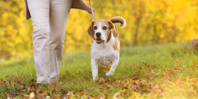 The Best Ways To Use Hemp For Dogs With Joint Pain and Mobility Issues