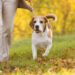 The Best Ways To Use Hemp For Dogs With Joint Pain and Mobility Issues